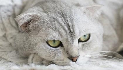 乐鱼体育网页登录-广东队积极备战季后赛争取最佳名次，广东队季后赛战绩